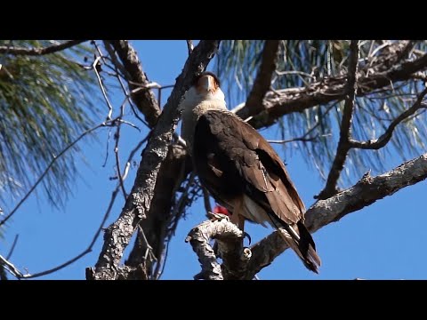 A Caracara At Myakka River 