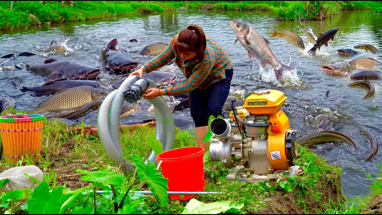 24H The young girl uses a very powerful water pump to drain the fish ...