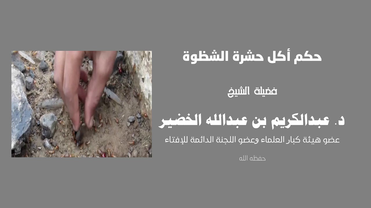 حكم أكل حشرة (الشظوة) لفضيلة الشيخ د. عبد الكريم الخضير