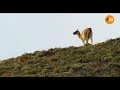 Patagonia Salvaje: Puma ataca a Guanaco