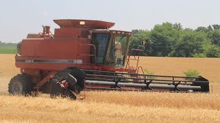 Case IH 2188 Harvesting Wheat