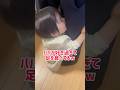 パパが好き過ぎて足を食べるベビー#shorts #赤ちゃん #baby