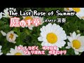 庭の千草/The Last Rose of Summer/日本語歌詞付き(オカリナ演奏・242曲目)オカリナハイビスOcarina Hibi’s