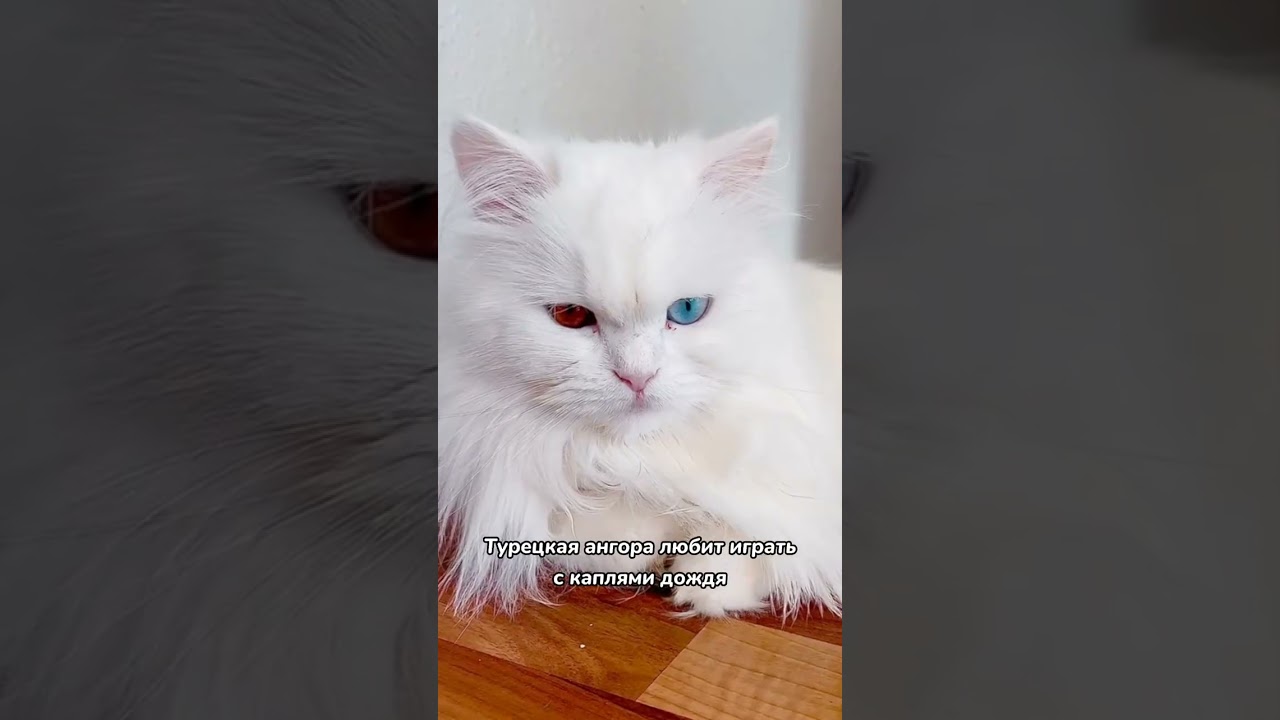 Породы кошек, которые любят воду