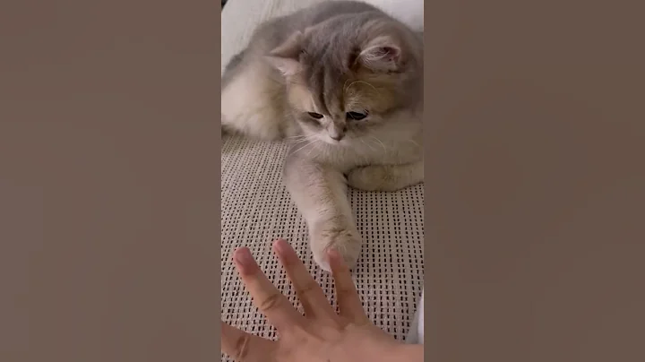 Watch the video about Cat vs human sense 😮😅 #funny #reaction #pets #catvideos #catcomedy #shaababies #videos #tv #shorts