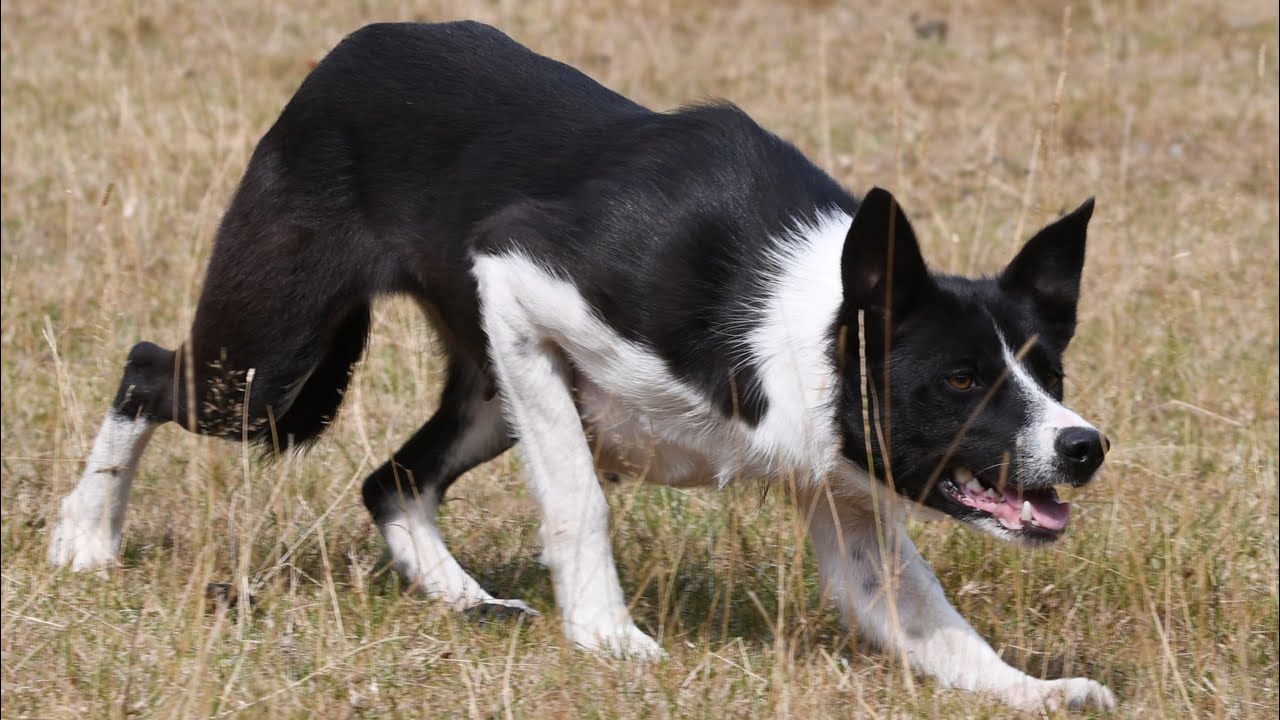 Whiterose Silk Lot 28 Online Dolgellau Auction 27.08.25