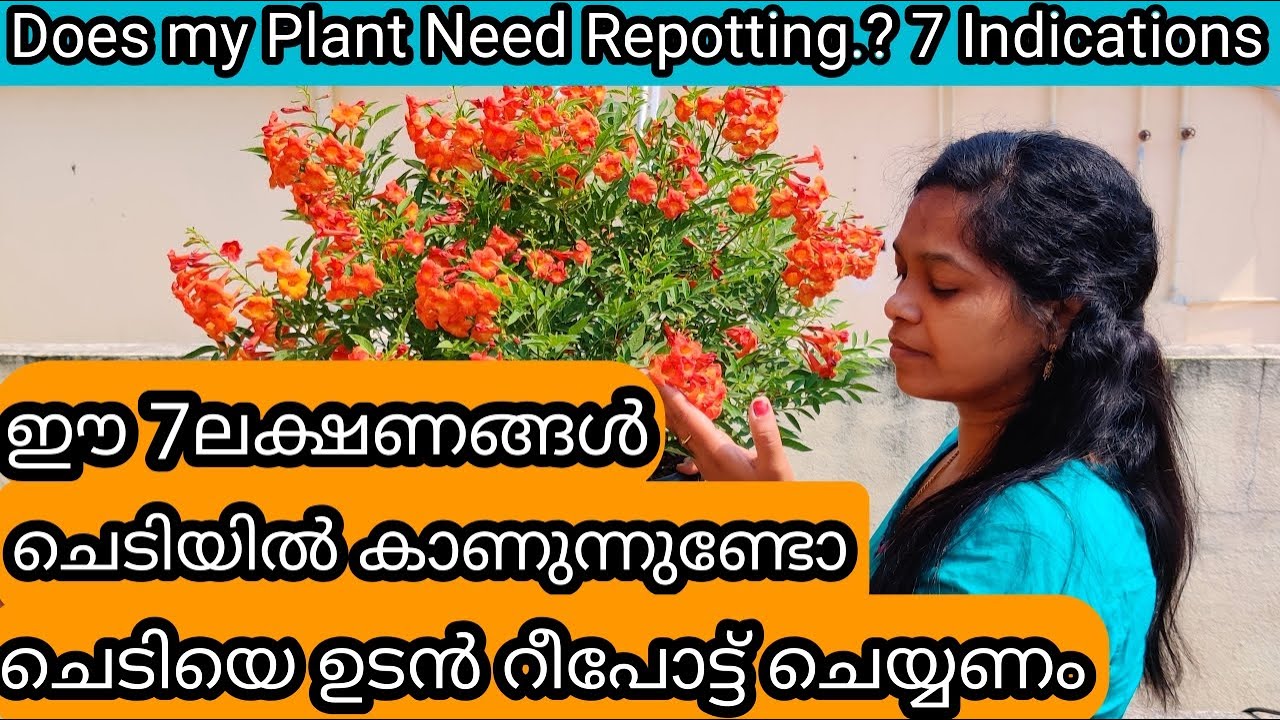 7 Golden TIPS on Repotting Plants | When & How | ചെടിച്ചട്ടി മാറ്റി കൊടുക്കേണ്ടതിന്റെ 7 ലക്ഷണങ്ങൾ
