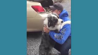 Dogs Welcoming Soldiers Home Compilation 2018 No.1