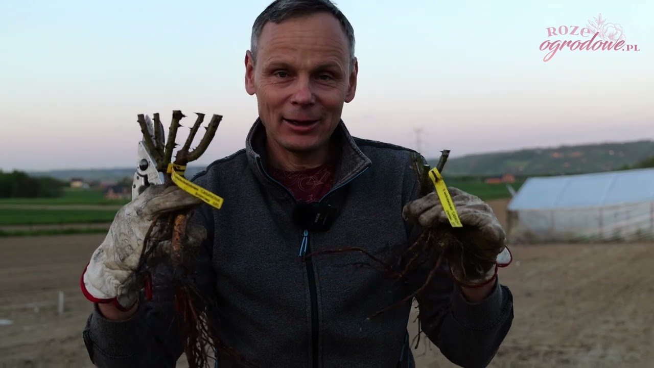 Zobacz jak sadzić wiosną róże z gołym korzeniem. Nie popełniaj tych błędów.