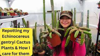 Repotting my Echinocereus gentryi Cactus Plants & How I Grow & Care for them #cacti #cactus