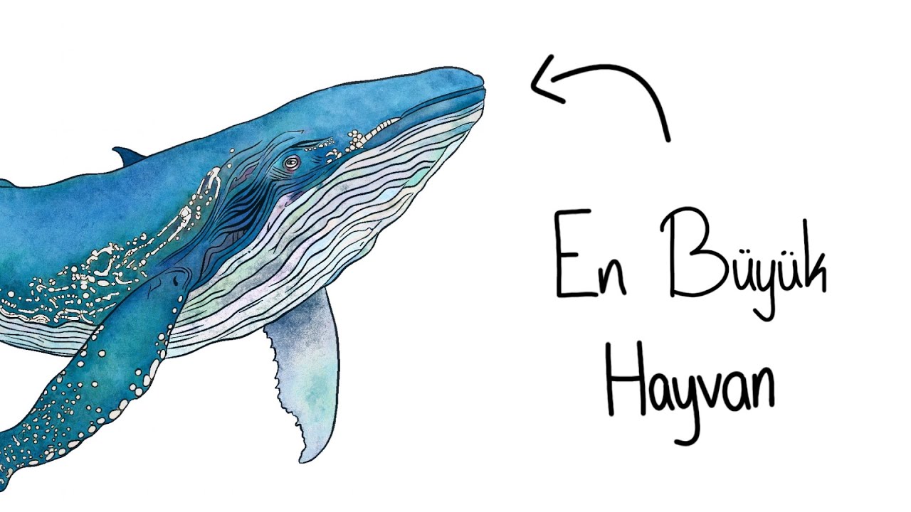 Eğer Bir Balina Olarak Doğsaydın?