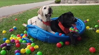 Virginia Tech therapy Dogs honored for National therapy Animal Day