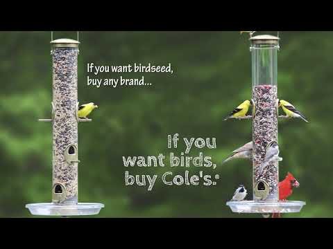 How To Attract More Goldfinches To Your Feeders.