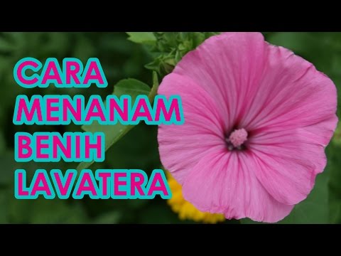 Video: Bagaimana cara menanam lavatera daripada benih?