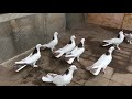 Baku Pigeons/бакинцы широкохвостые/Bakina Tauben Deutschland/Germany/Golubi Bakinci