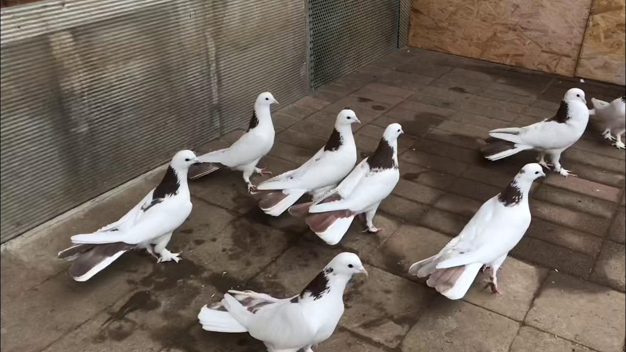Бакинские бойные голуби. Мраморные широкохвостые голуби. Бакинские бойные голуби широкохвостые. Мраморные широкохвостые голуби. Голуби бакинцы широкохвостые.