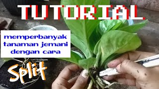 SPLIT ️ One way to multiply Jemani (Besides the Garden House)
