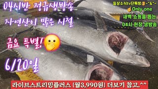 자광 자참 숭어 도다리 자연산횟감 물량폭탄 6/20일 04시반 정규라이브(월~토)☝️Only one 새롭고 싸고 다양한 노량진수산시장 새벽 쇼핑을 돕는 정규생방송(Live)운영~