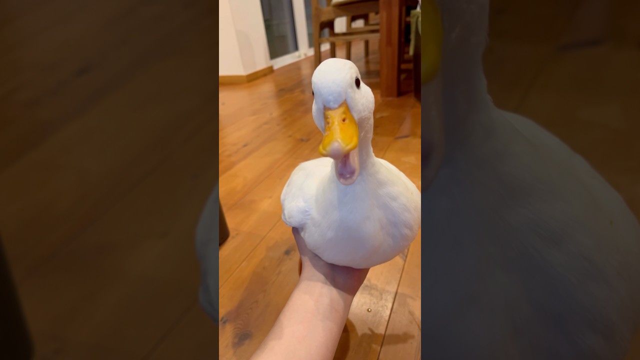 我が家のコールダック全員を手に乗せて運ぶ。Our call ducks are all