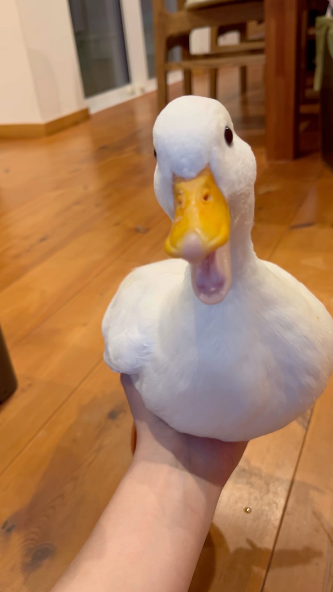 我が家のコールダック全員を手に乗せて運ぶ。Our call ducks are all