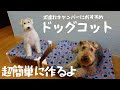 犬連れキャンプの必需品！ドッグコットを型紙なしで簡単に作ります【手作りコット】MugiVlog74