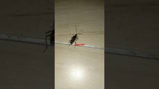 run blood sucker😋