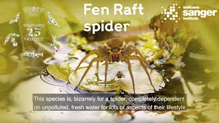 Sanger Institute  Fen Raft spider: 25 Genomes