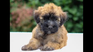 Wheaten Terrier Puppies for Sale
