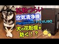 【空気清浄機】犬の花粉症を防ぐ！？ Panasonic F-VXU90 花粉症対策【柴犬】