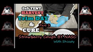 Seed To Harvest: Trim Day (StrawberryCough/GSCxMelon/GazzurplexMac/Green Gelato) - Part 3 Of 3