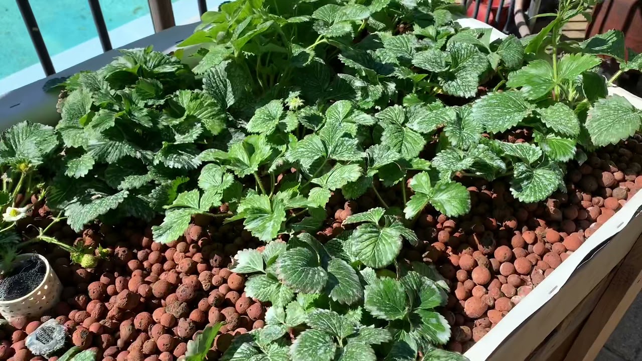 Hydroponic strawberries update YouTube