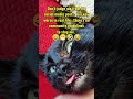 Media Cat #stateofkansass #cat #funnycats #shortsfeed #funny #short #shorts #catshorts