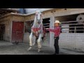 Caballo Lindoro - Bailando el Niño perdido