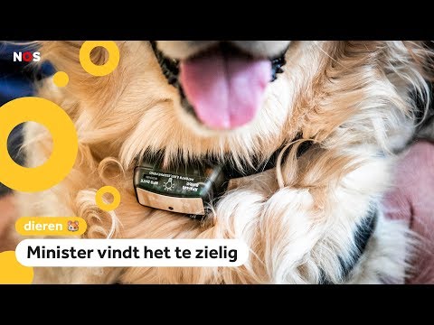 Video: Reizen met een grote hond