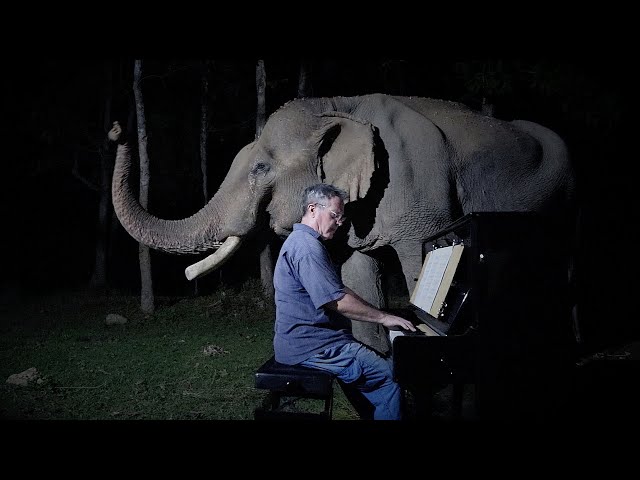 Beethoven “Moonlight Sonata” for Old Elephant class=