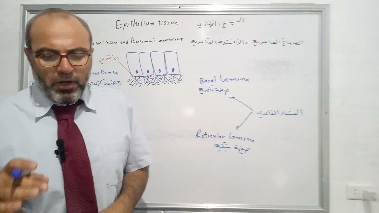 الغشاء القاعدي Basement Membrane