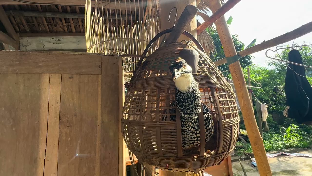 Chim đa đa mồi - anh em nào cần cứ liên hệ em 0985.2.999.86