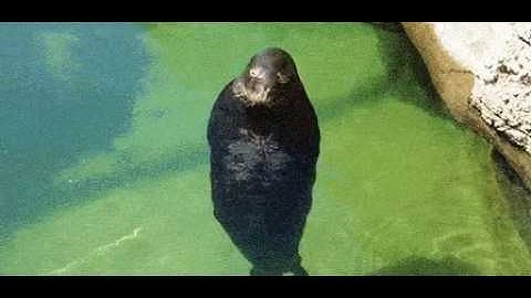 seal spin (there is no need to be upset)