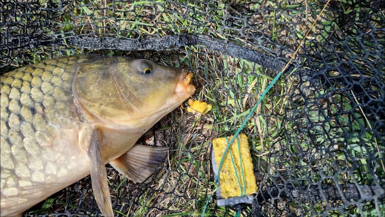 Ловля сазана на Дону.