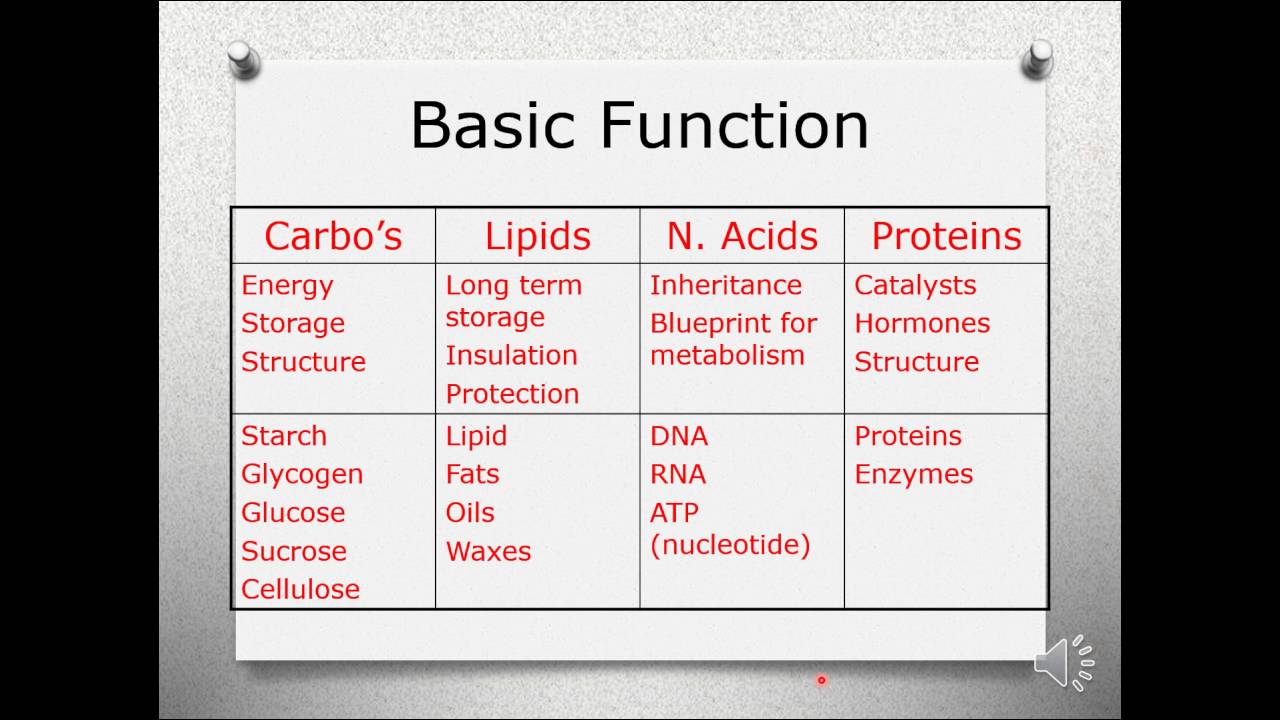 9th biomolecules YouTube