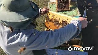 Наращивание пчелосемей! Ранневесенний старт.
