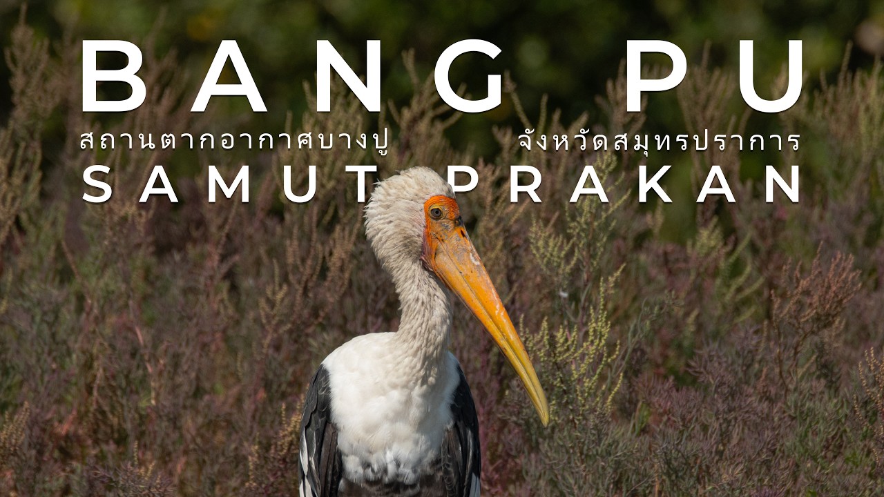 Life in the Mangroves | Birdwatching in Bang Pu, Thailand