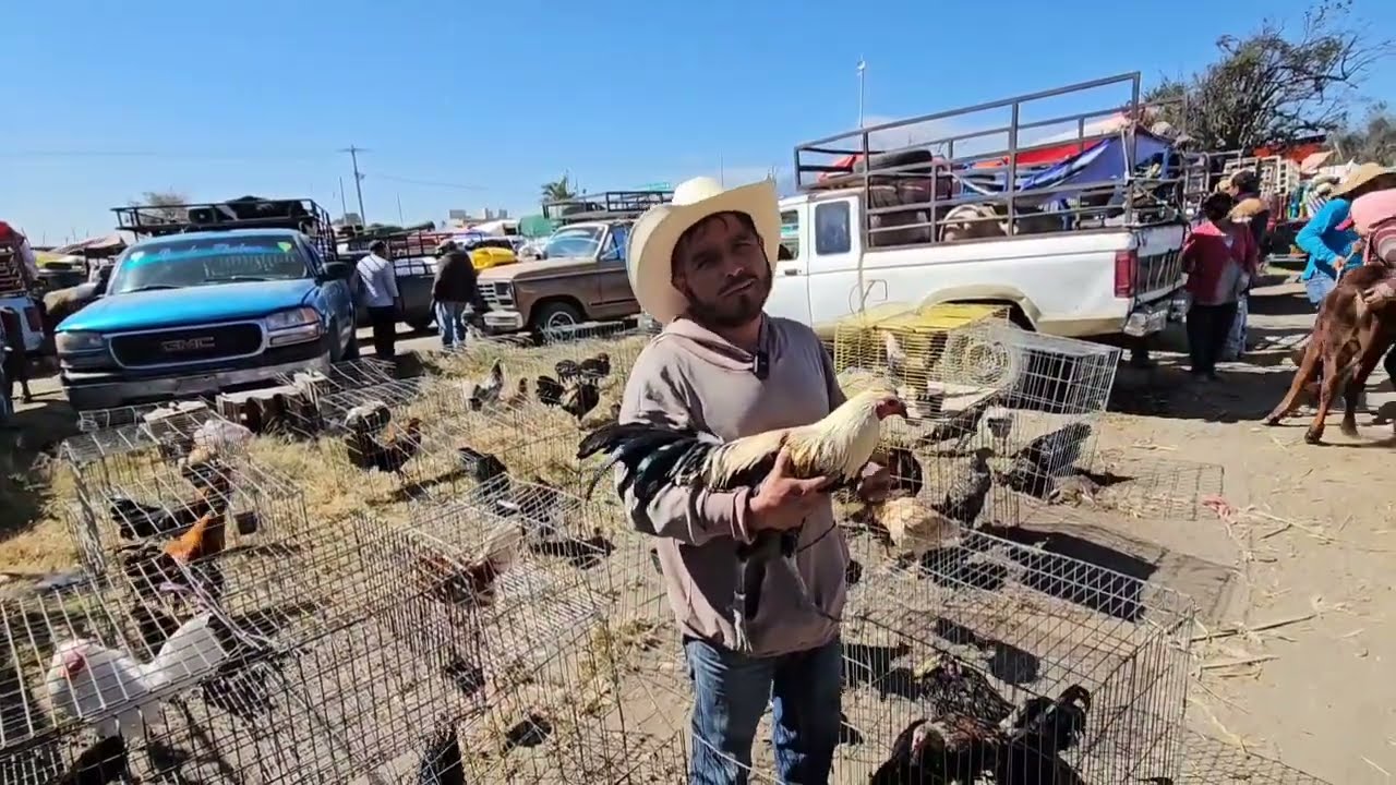 plaza ganadera 4 caminos y el salado tecamachalco puebla méxico 🐓  finos
