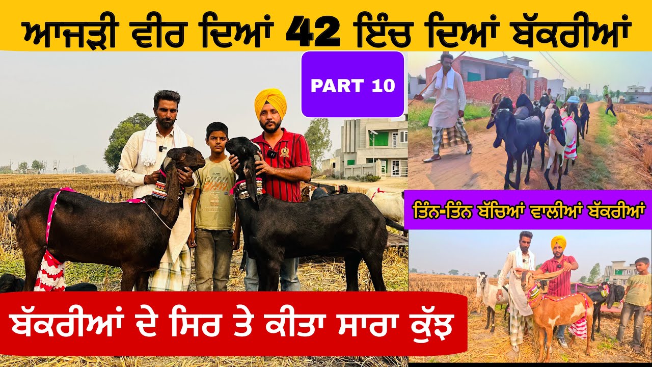 ਆਜੜੀ ਵੀਰ ਦਿਆਂ 42 ਇੰਚ ਦਿਆਂ ਬੱਕਰੀਆਂ (Part 10) । ਚੰਗੀ ਕਵਾਲਟੀ ਦਿਆਂ ਬੱਕਰੀਆਂ | goat farming  #goat#goats