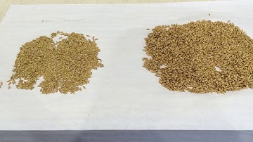 2020 Virtual Small Grains Field Day: Malting Barley
