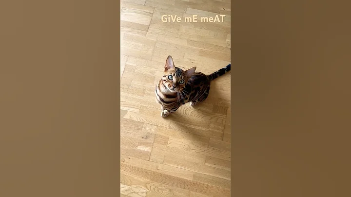 Video 9507671: bengal kitten funnycats, bengal cat funnycats, bengal cat cute kittens, bengal kitten living