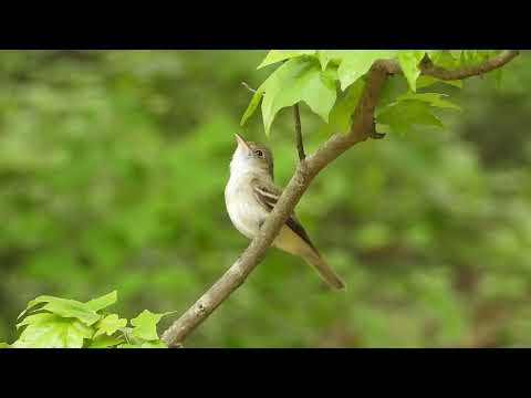 Acadian Flycatcher Calling 