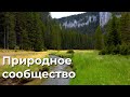 Природное сообщество 5 класс