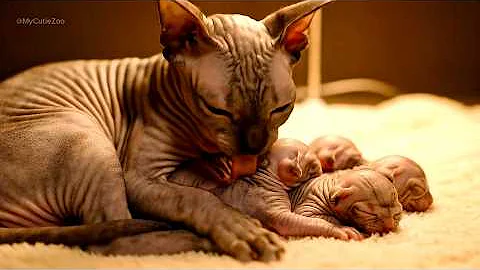 Video 11538531: bengal cat persian, cat kitten persian fluffy, cat kitten adorable persian, bengal cats playing kitten, tiny persian cat, bengal cat mom, mother cat, cat show