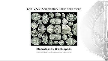 Brachiopods, Video 2 - EART27201 - Sedimentary Rocks and Fossils